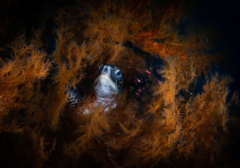 Piedra libre para la tortuga!