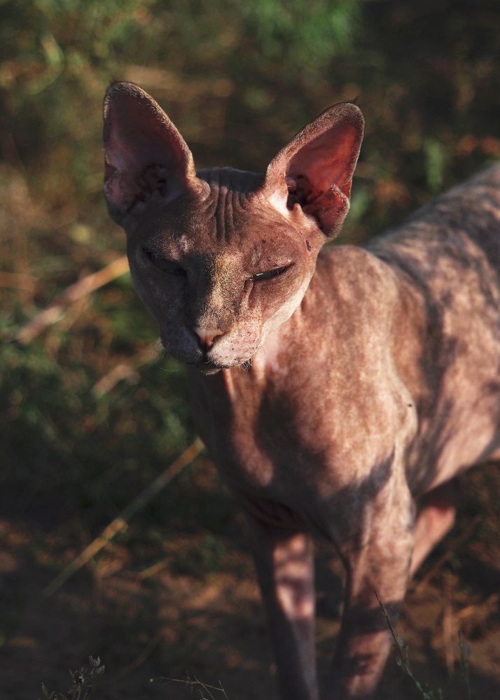Фотография автора Svetlana Inyusheva
