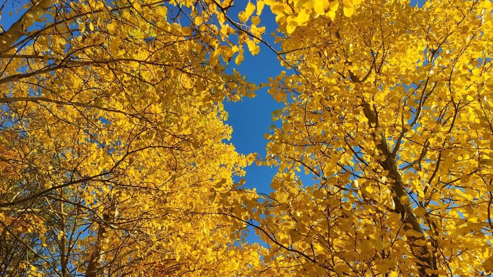 Photograph by Виктория Браун