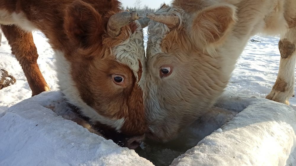 Photograph by Эдуард Герасимов