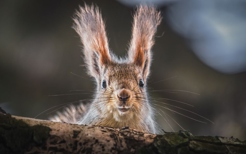 Джоконда с усами