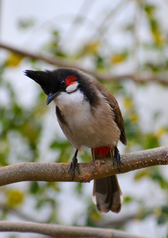 Red-whiskered Bulbul