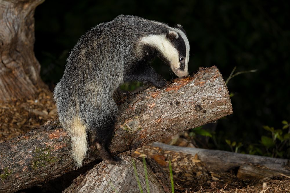 Фотография автора MARIA KULA