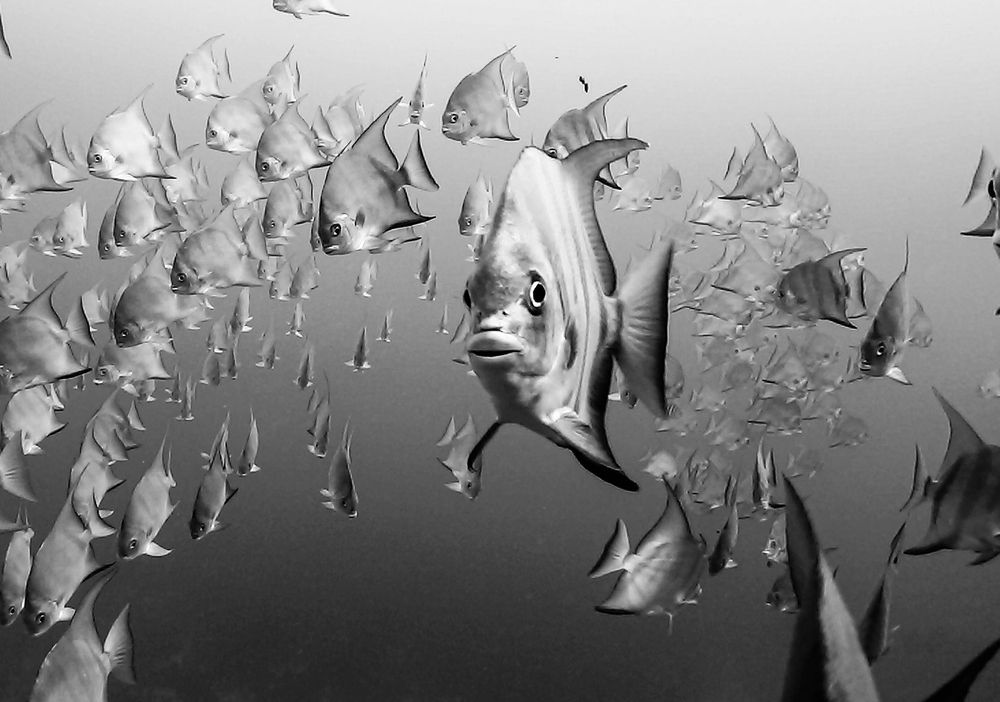 Grandes encuentros en el mar