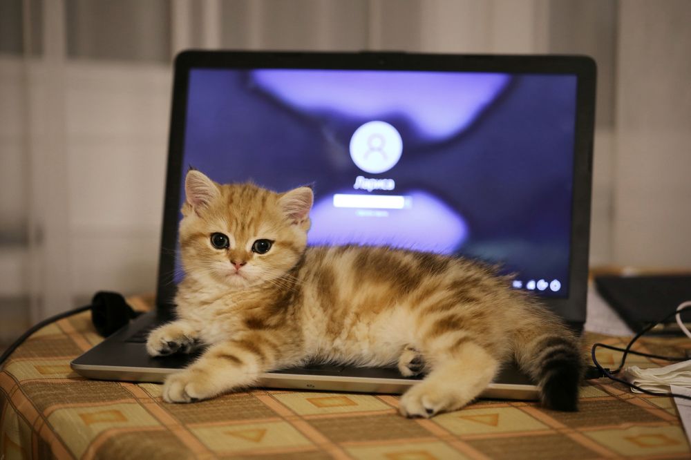 Photograph by Лариса Торопченкова