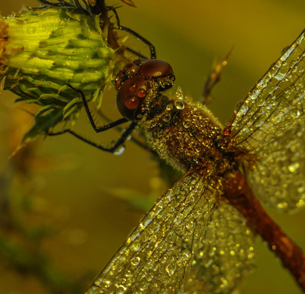 Wet dragonfly
