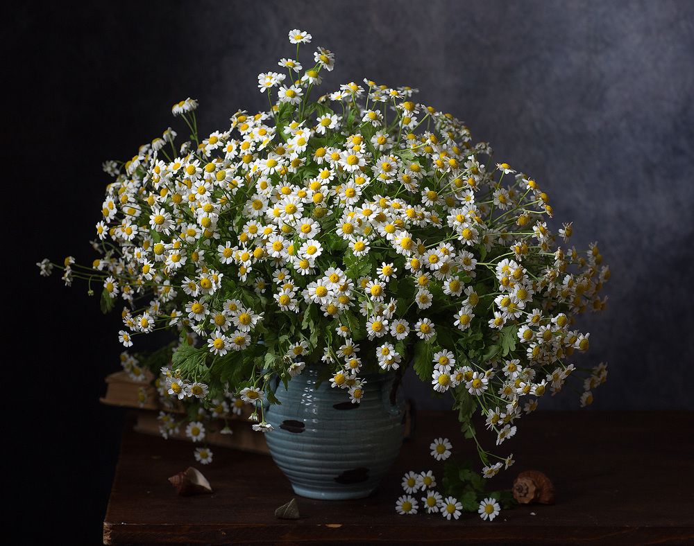 Фотография автора Алина Ланкина