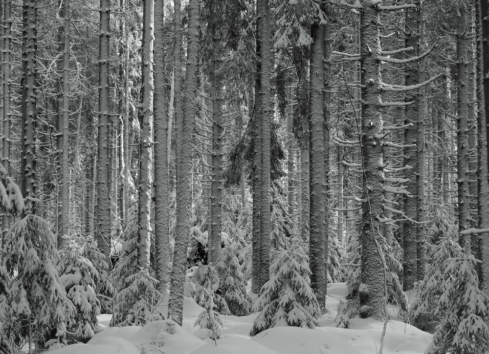 Photograph by Унку Юрий