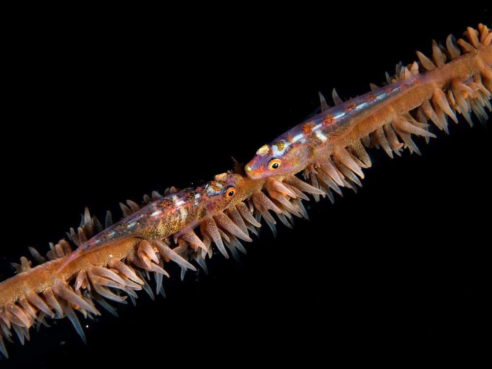 Bajo la lupa en el mar