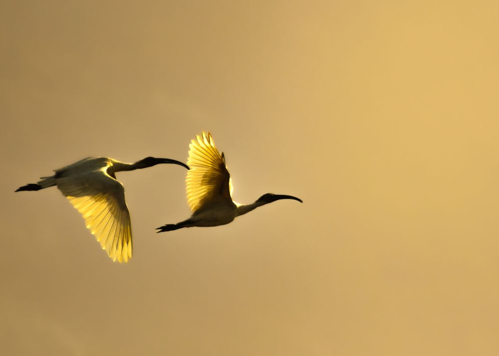 Photograph by Dr.Abhijith MK