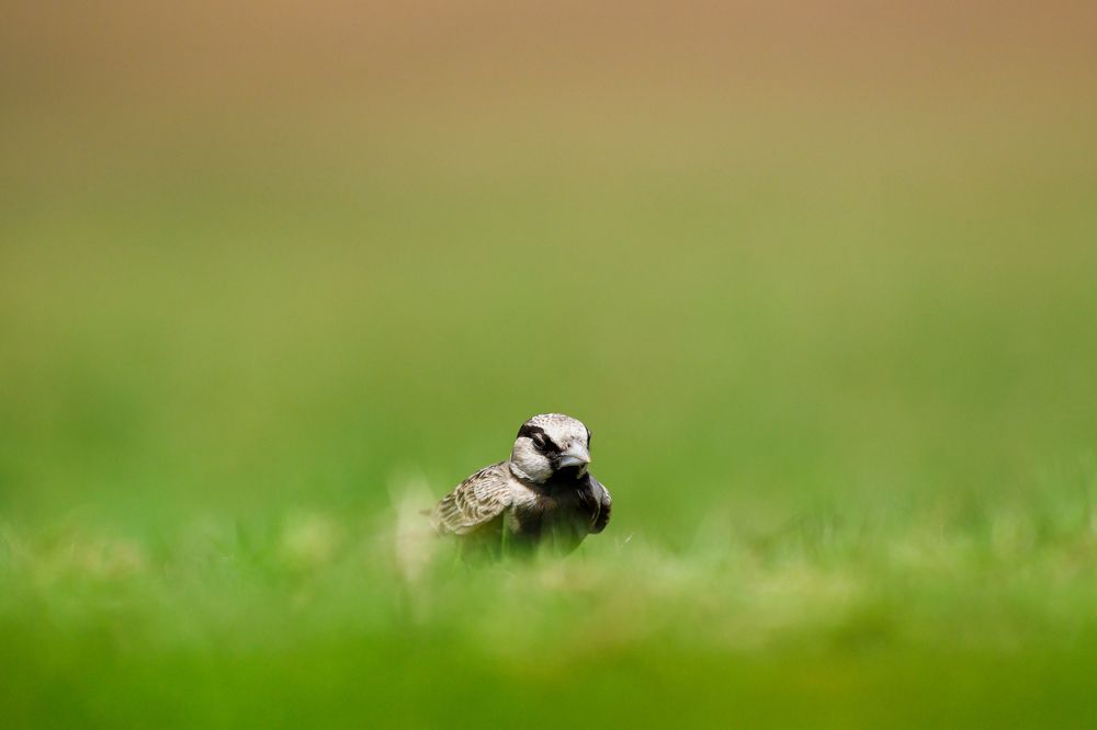 Photograph by Dr.Abhijith MK