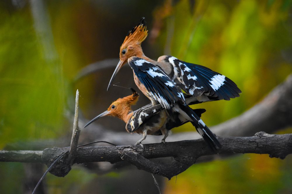 Photograph by Sathishkumar S