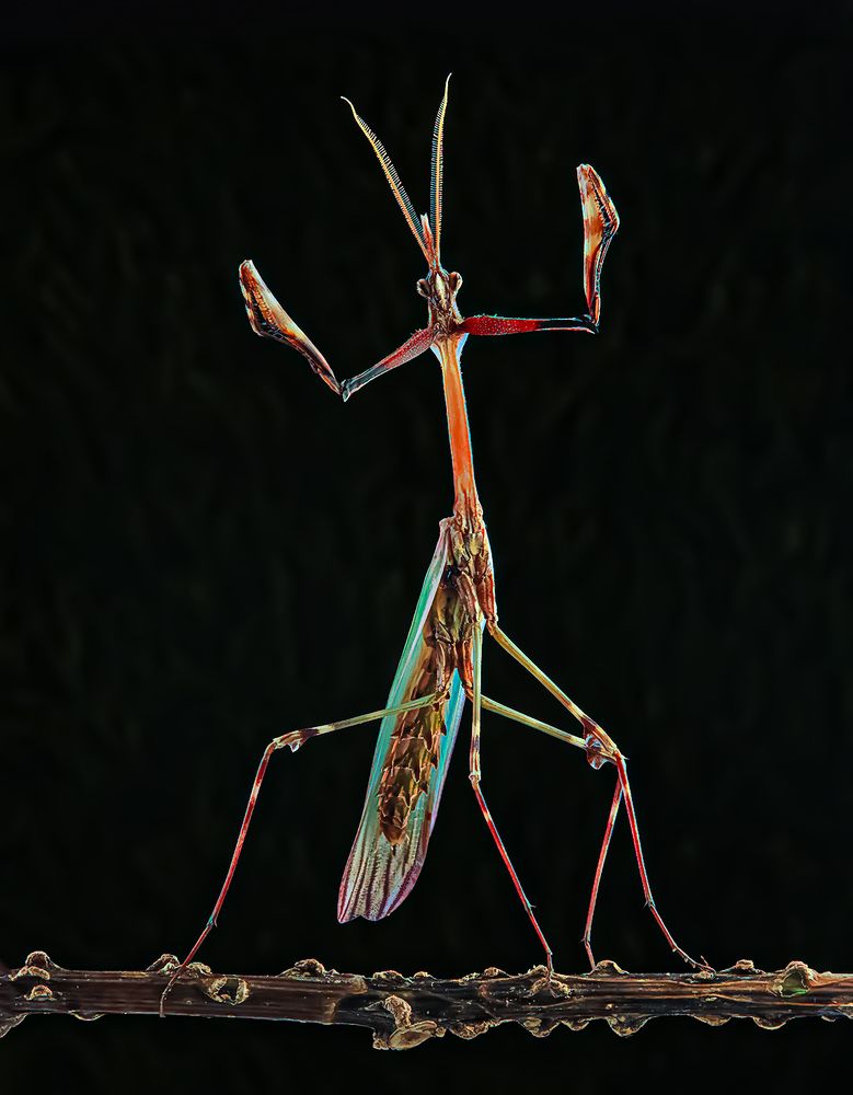 Conehead Mantis - Empusa Pennata (Male)