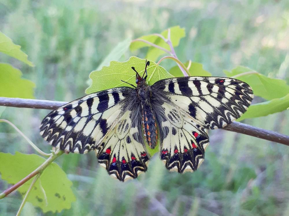 Butterflies and moths of Russia