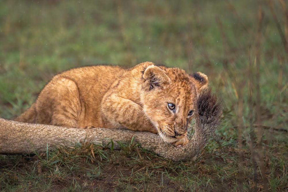 Photograph by Jayakumar MN