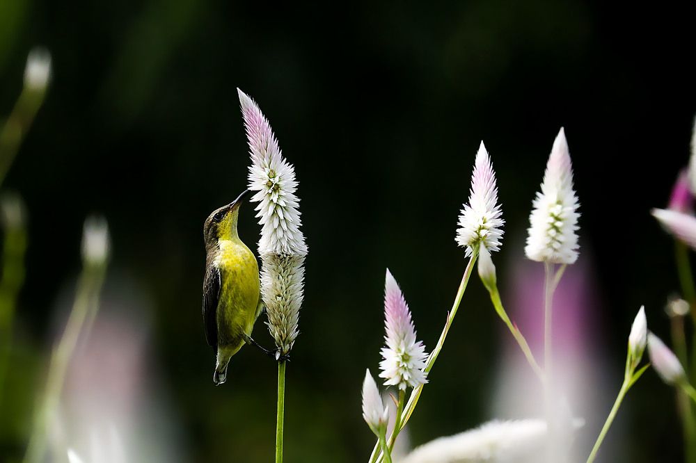 Photograph by Partha Chakraborty
