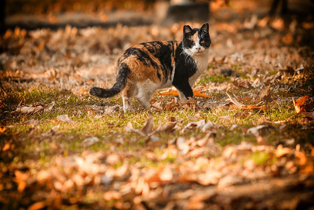 Photograph by behzad homayouninejad