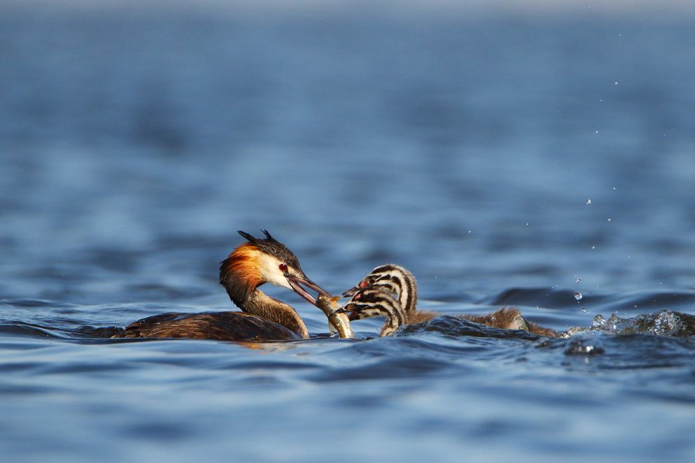 Photograph by Ковалевич А.