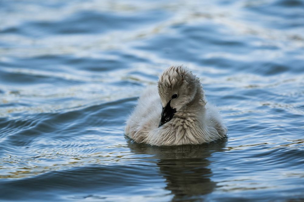 Photograph by Sanja Ristivojevic