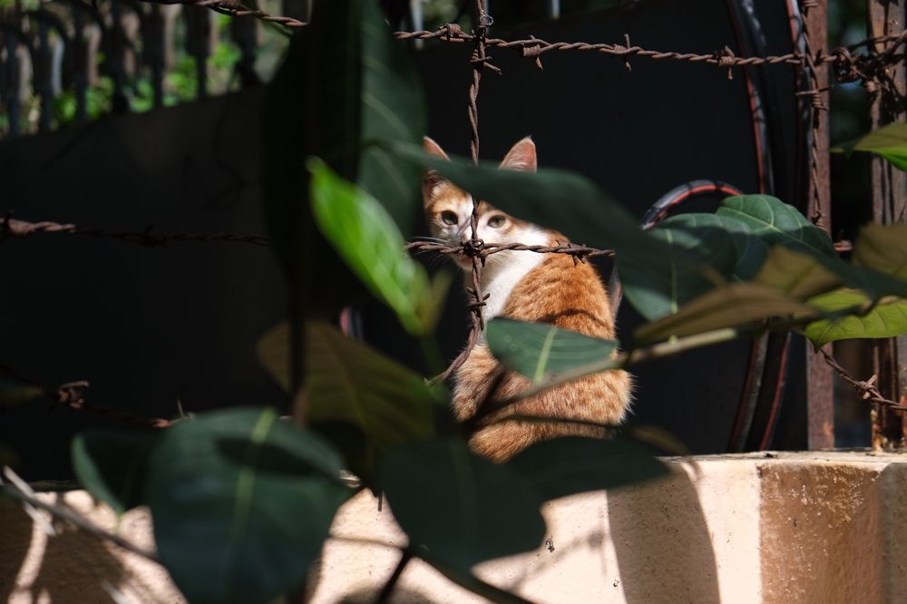 Photograph by Surendran Kalaivani