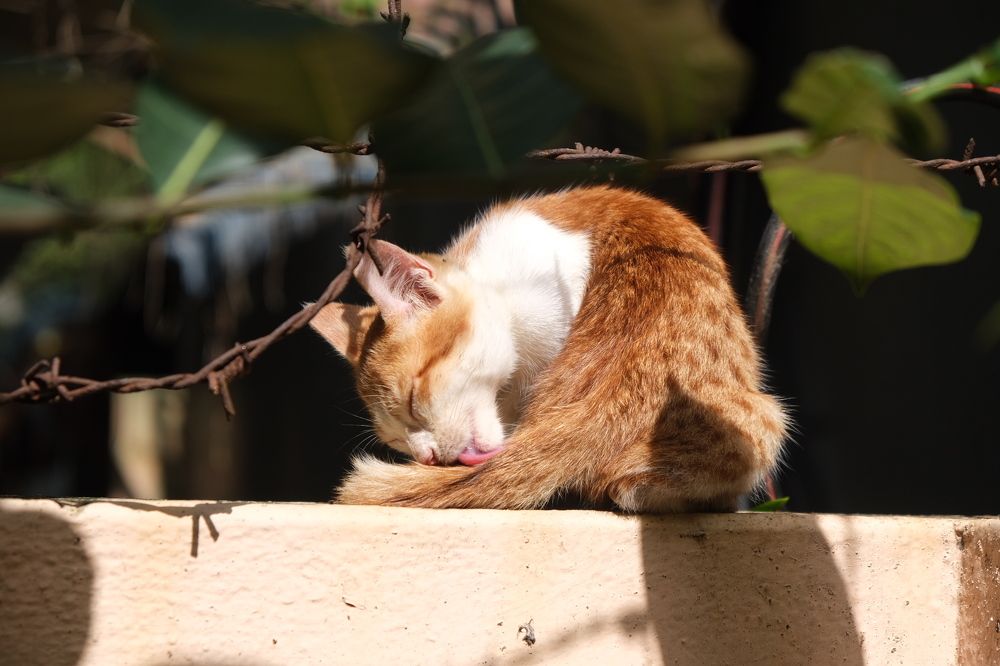 Photograph by Surendran Kalaivani