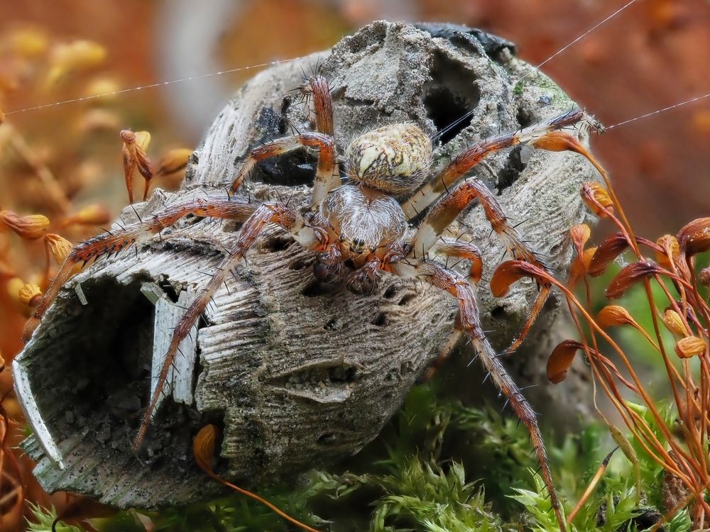 Photograph by Максим Кошелев