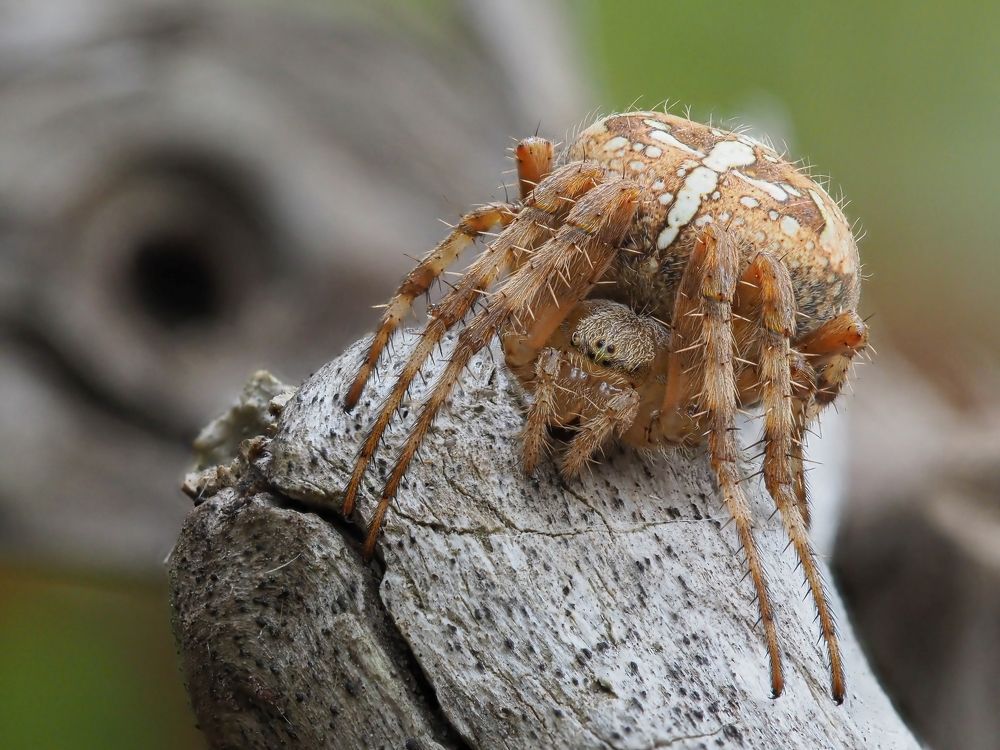 Photograph by Максим Кошелев