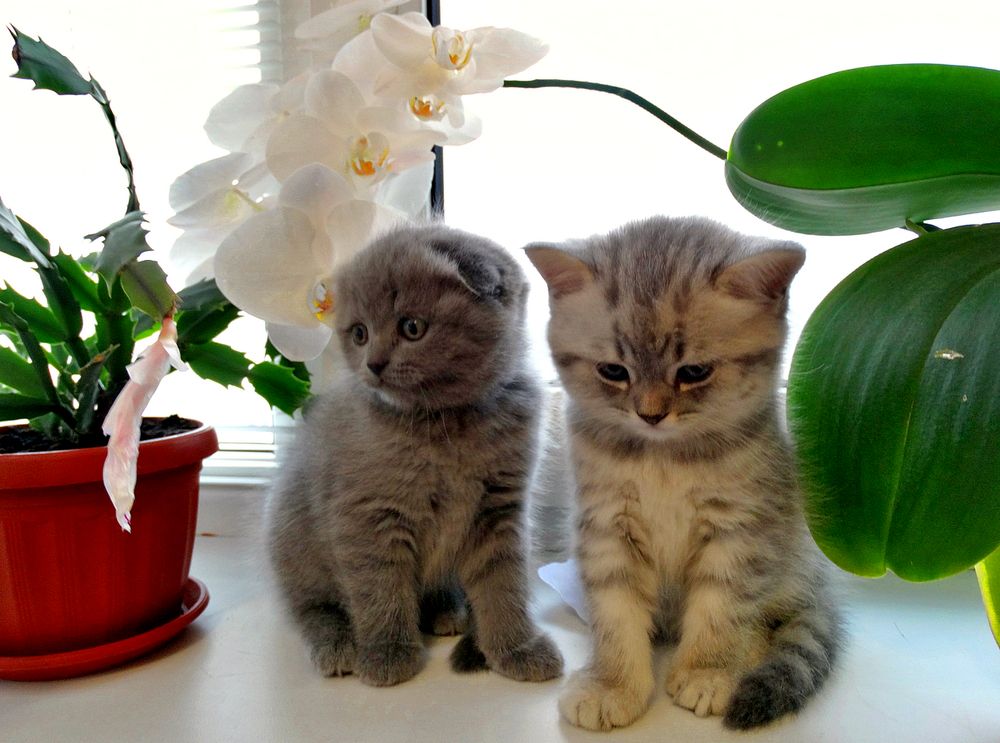 Котята на окне