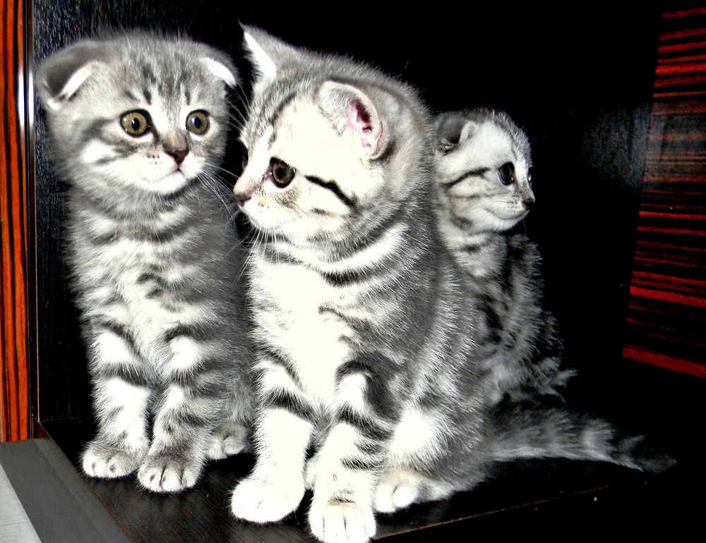 Котята на полке