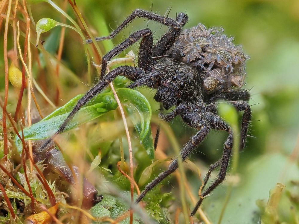 Photograph by Максим Кошелев