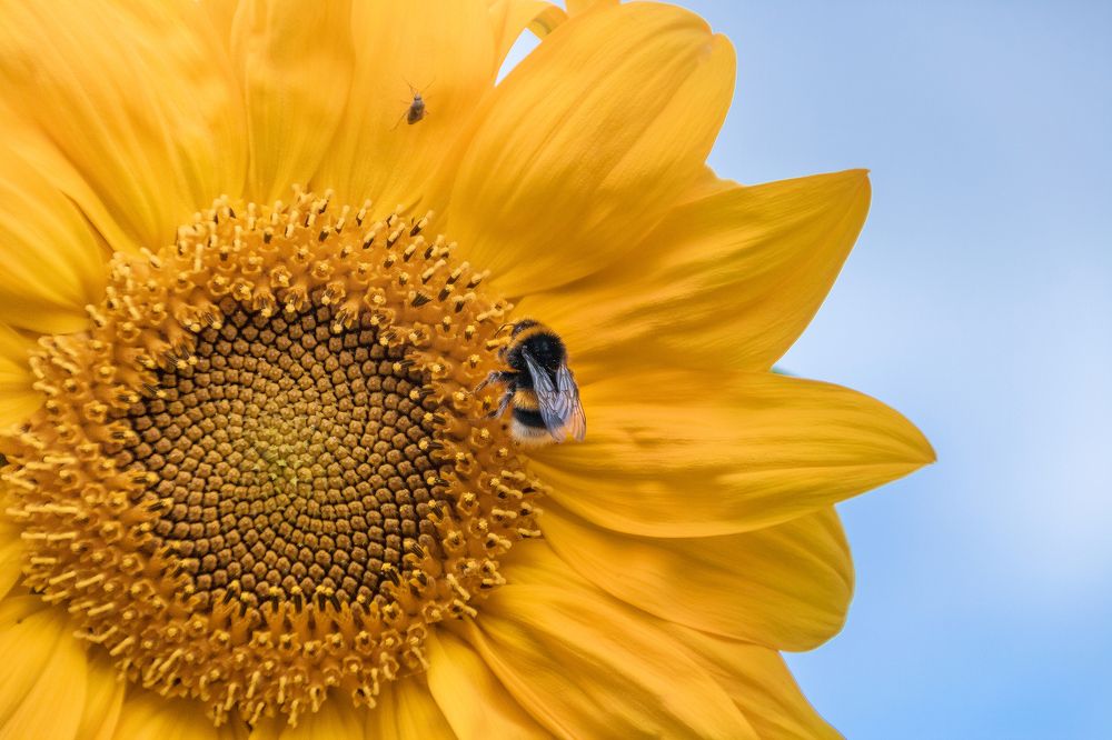 Спутник Солнца