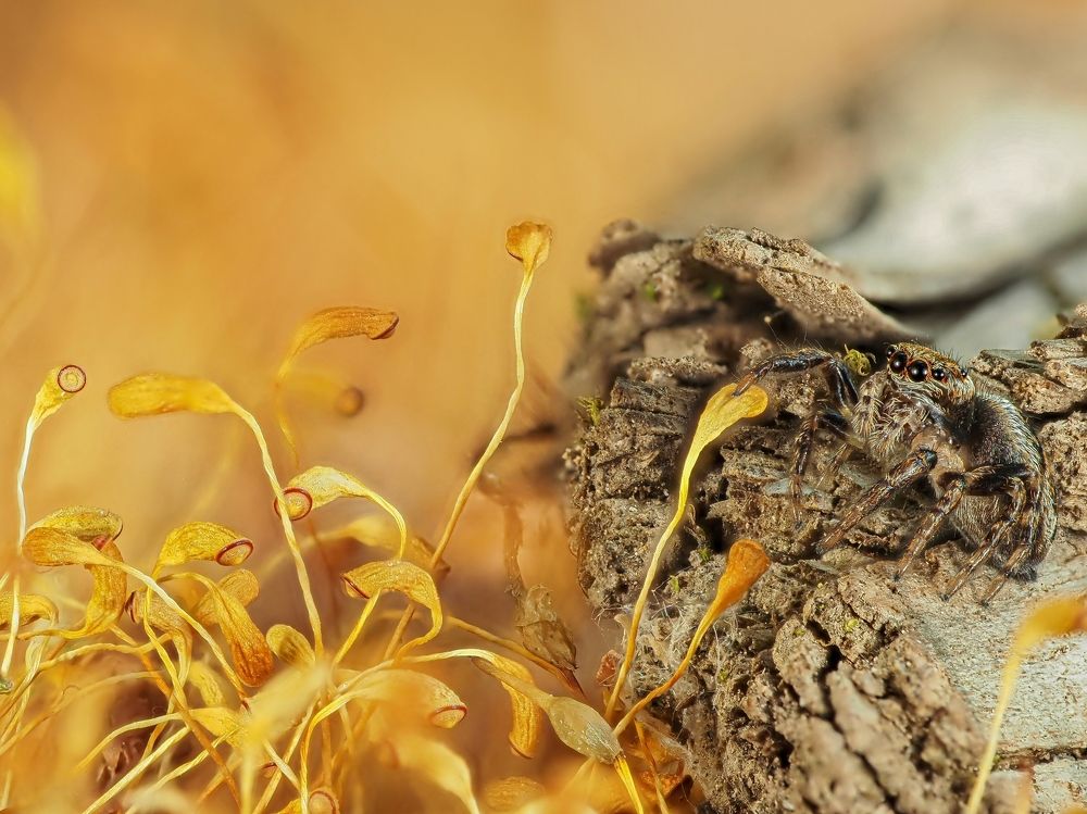 Photograph by Максим Кошелев