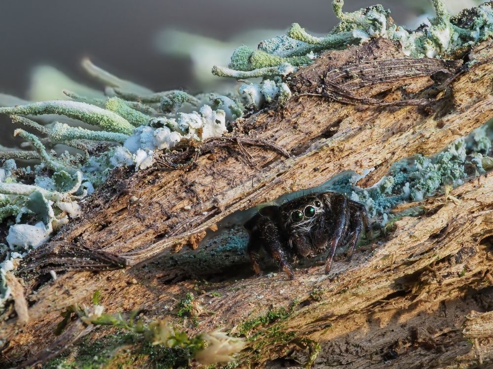 Photograph by Максим Кошелев