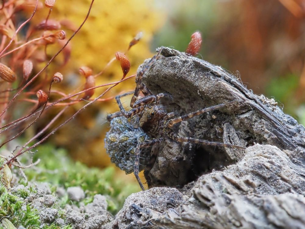 Photograph by Максим Кошелев