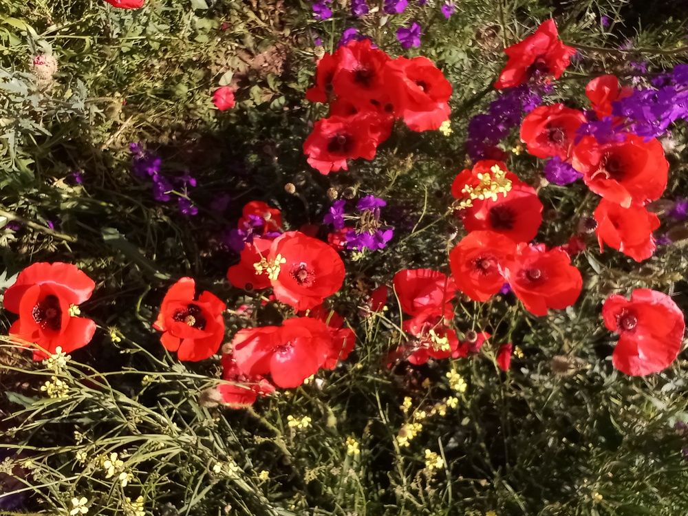 Краски Крыма