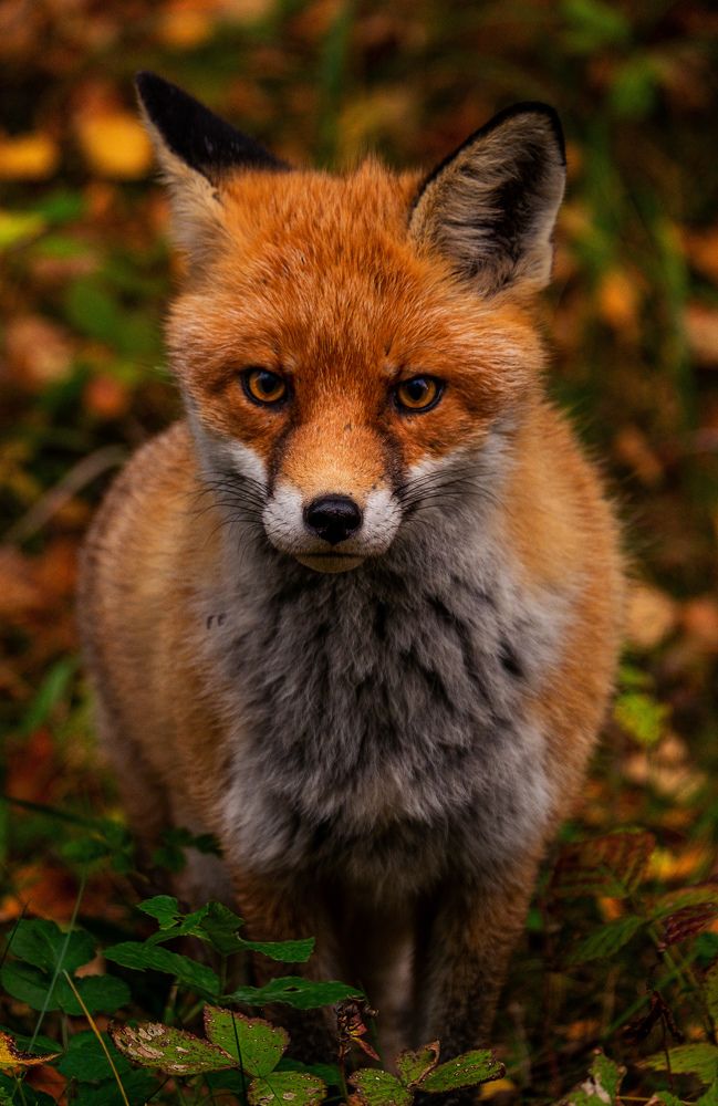 Photograph by Смоляк Максим Дмитриевич