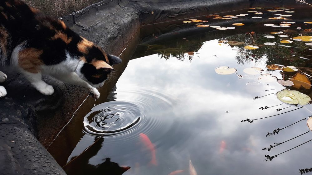 Фотография автора Konstantin