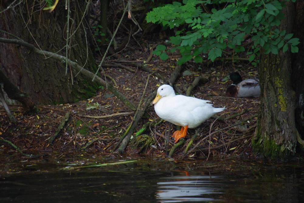 ЖИЗНЬ на озере