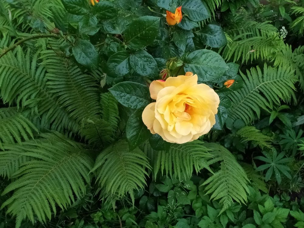 Крымская роза