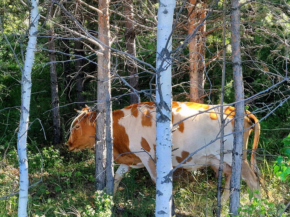 Summer in a village in Bashkortostan