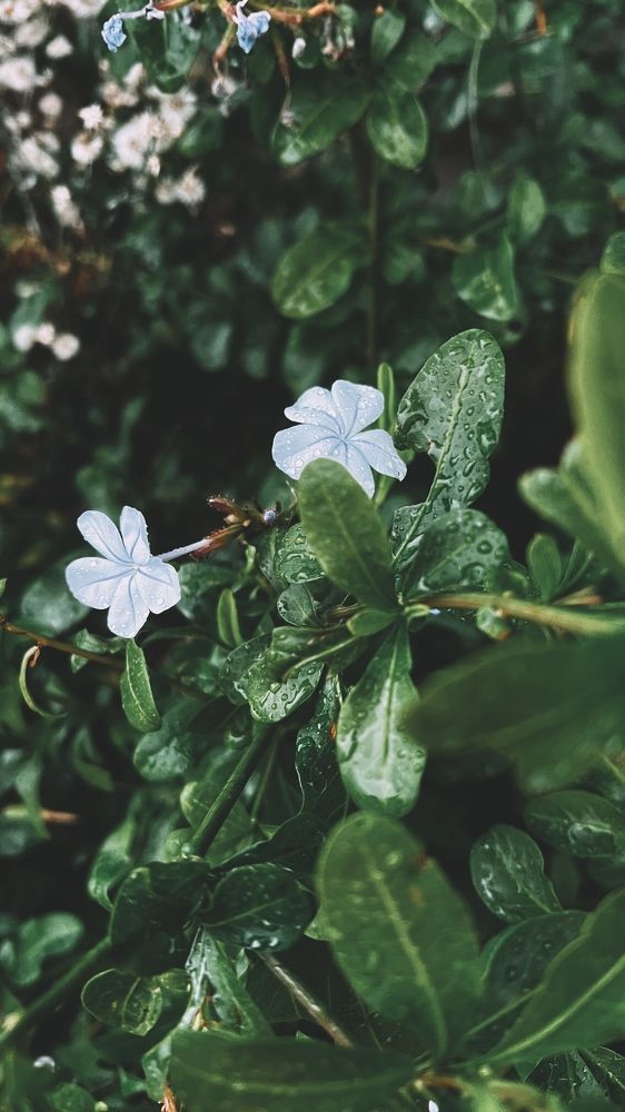 Photograph by Svetlana Artyushina