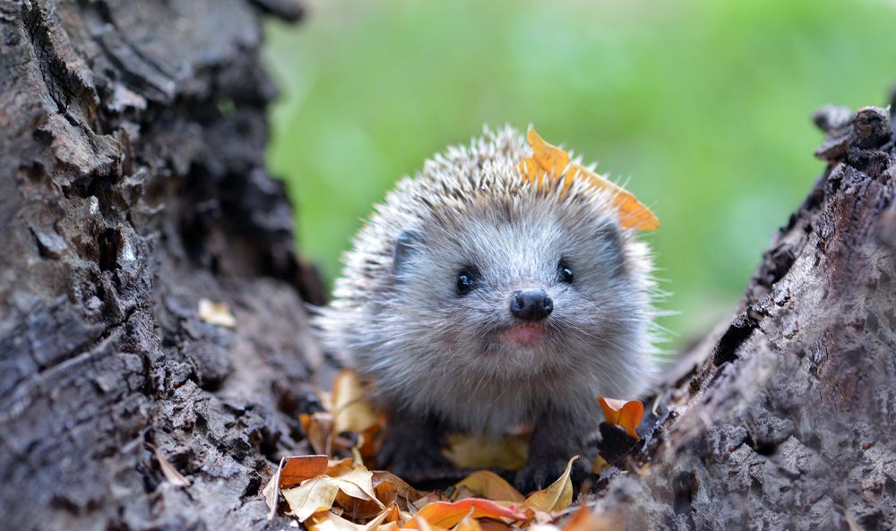 Hedgehog portrait