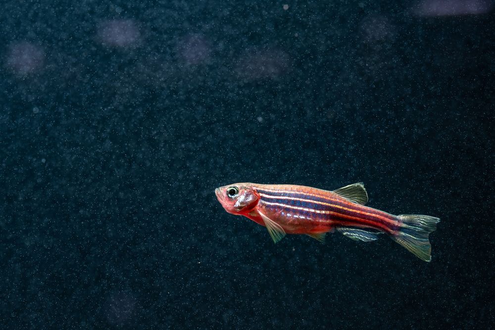 Photograph by Gatis Vilbrants