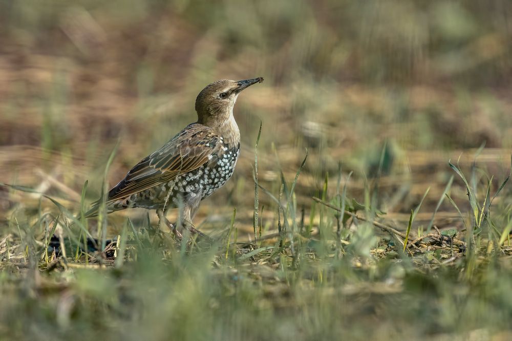 Photograph by Gatis Vilbrants