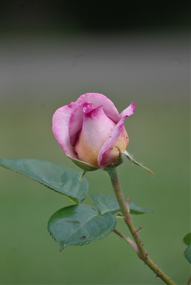 Photograph by Лилия Потравнова