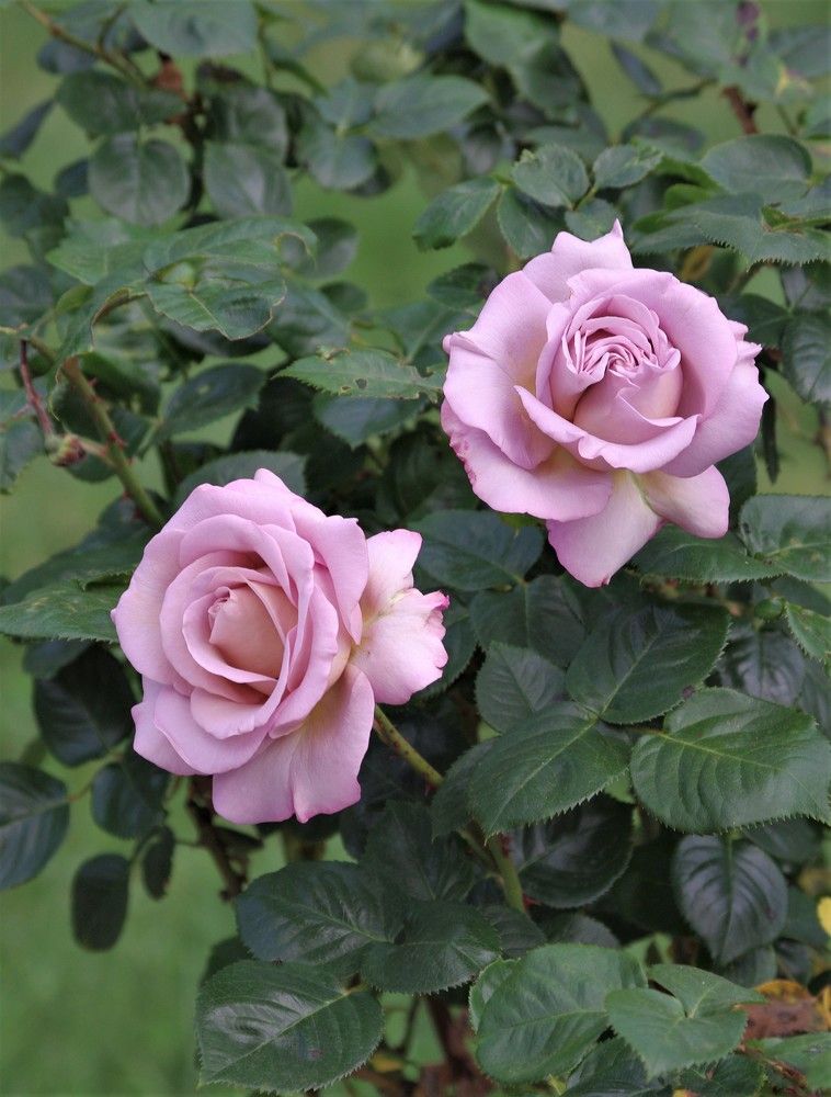 Photograph by Лилия Потравнова