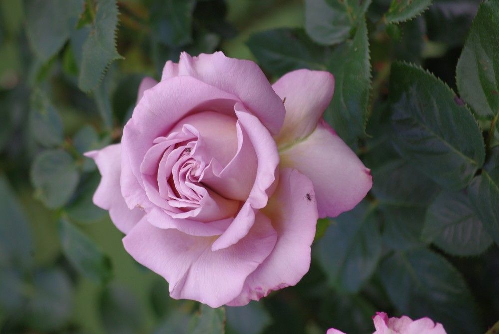 Photograph by Лилия Потравнова