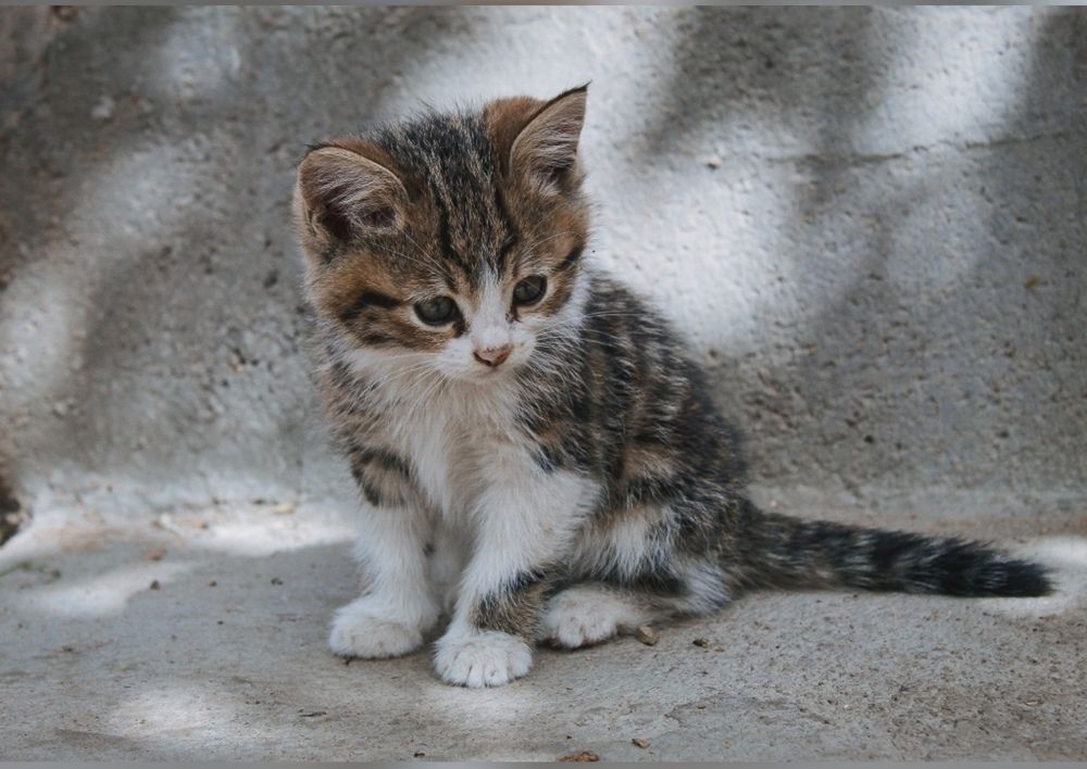 Фотография автора bahar td