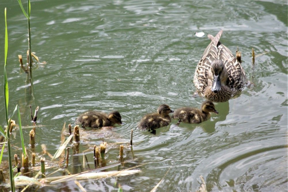 Photograph by Лилия Потравнова