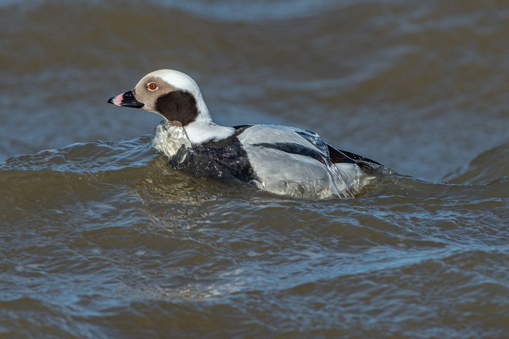 Photograph by Gatis Vilbrants